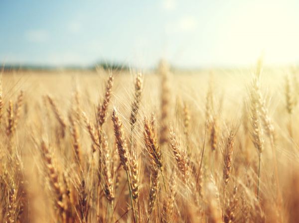 Golden wheat field under sunlight